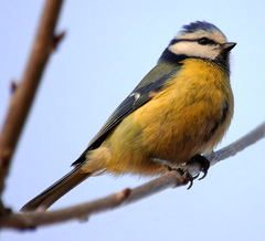 African Blue Tit